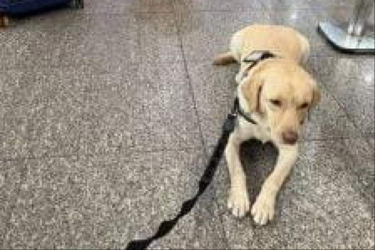 Cão de e emocional Teddy