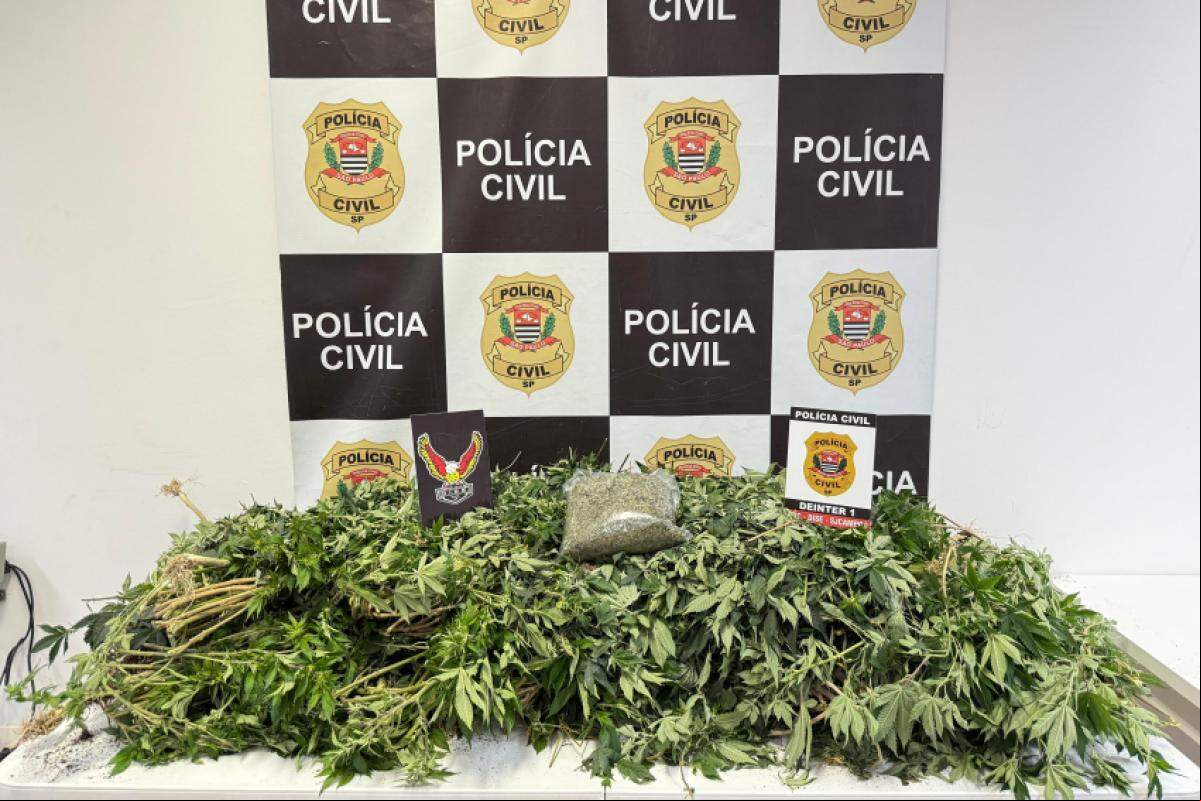 Maconha apreendida no imóvel